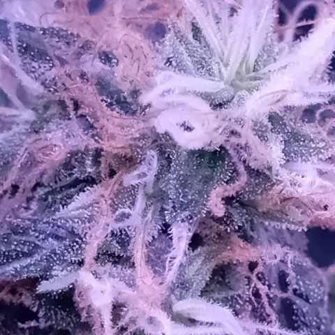 Meringue 001 growlog timeline photo