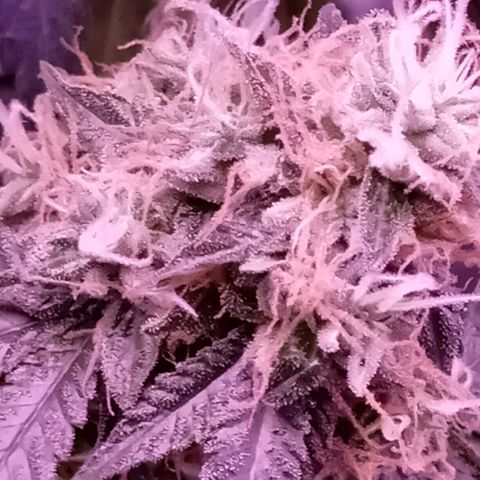 Meringue 001 growlog timeline photo