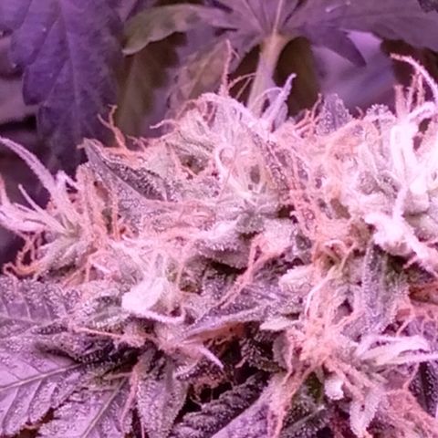 Meringue 001 growlog timeline photo