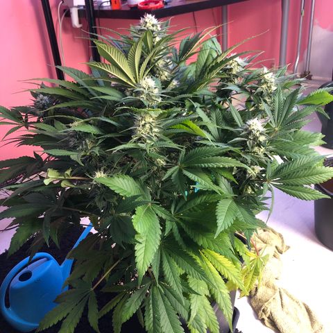 Skunk XL2 growlog timeline photo