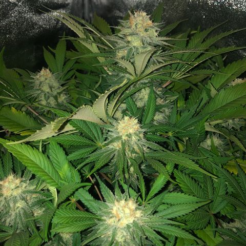 Skunk XL2 growlog timeline photo