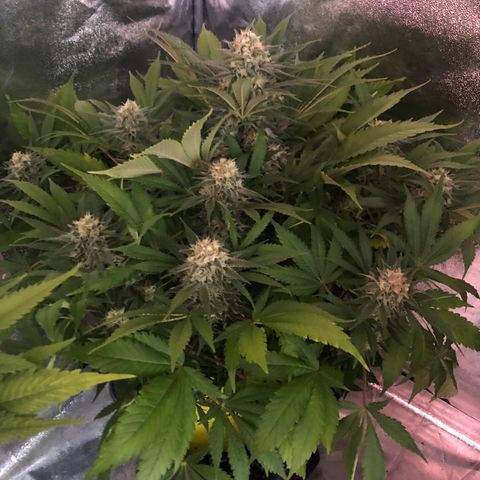Skunk XL2 growlog timeline photo