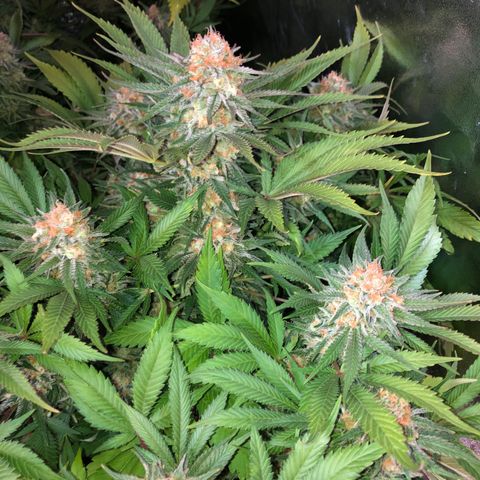 Skunk XL2 growlog timeline photo