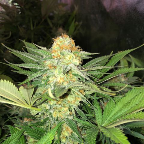 Skunk XL2 growlog timeline photo