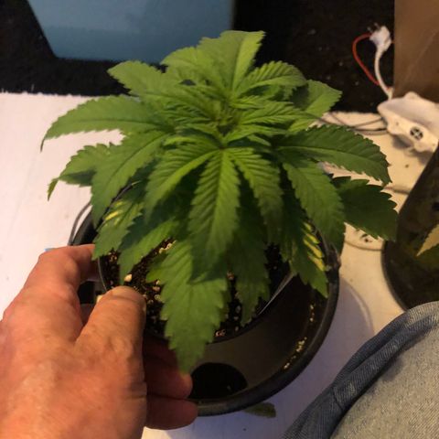Runtz #2 growlog timeline photo