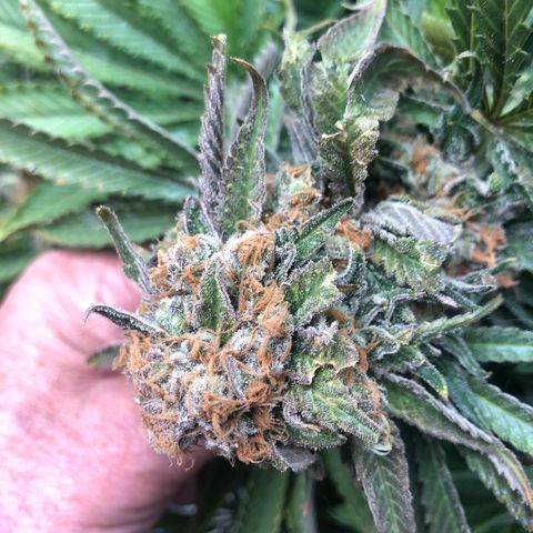 Skunk XL2 growlog timeline photo