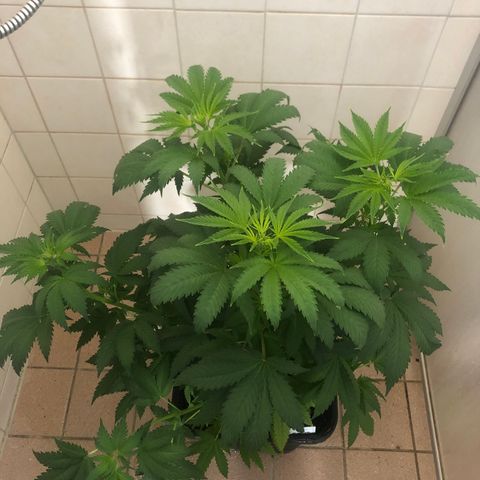 Runtz #2 growlog timeline photo