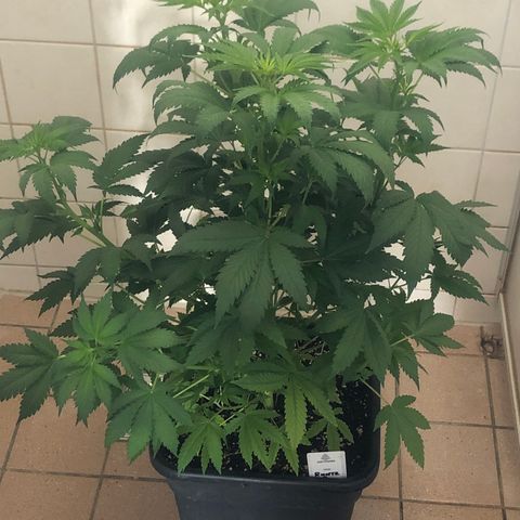 Runtz #2 growlog timeline photo