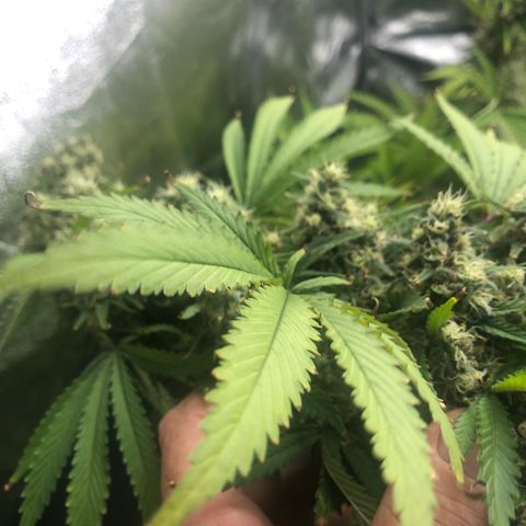 Runtz #2 growlog timeline photo