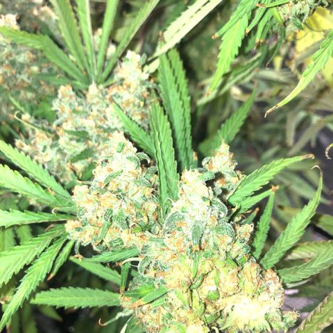 Runtz #2 growlog timeline photo