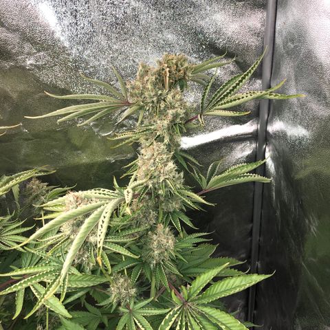 Runtz #2 growlog timeline photo