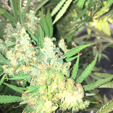 Runtz #2 growlog timeline photo