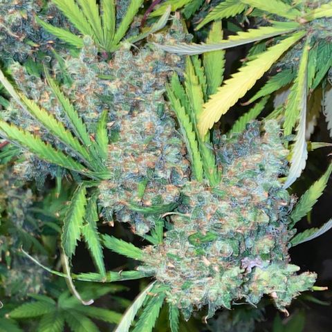 Runtz #2 growlog timeline photo