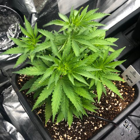 Runtz  growlog timeline photo