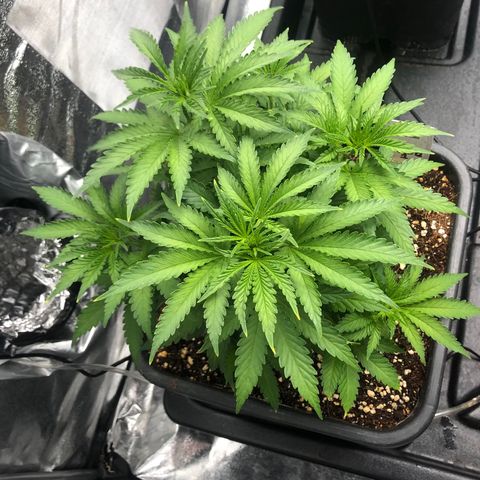 Runtz  growlog timeline photo