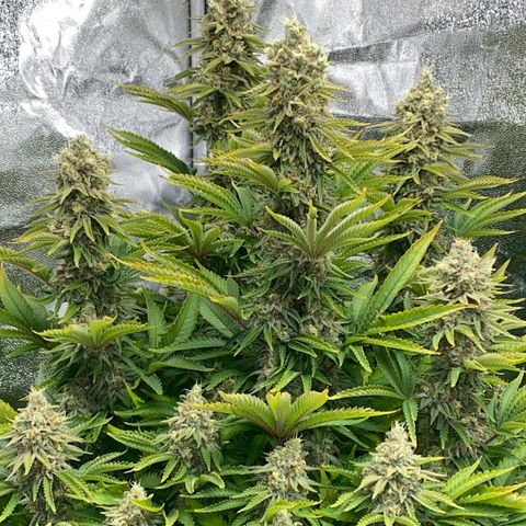 Runtz  growlog timeline photo
