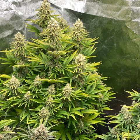 Runtz  growlog timeline photo