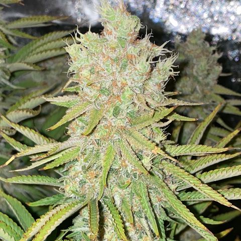 Runtz  growlog timeline photo