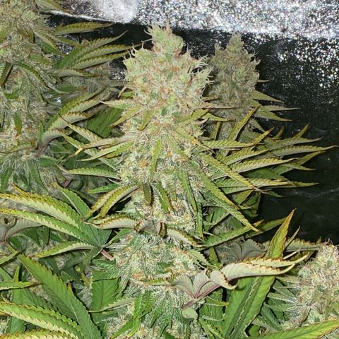 Runtz  growlog timeline photo