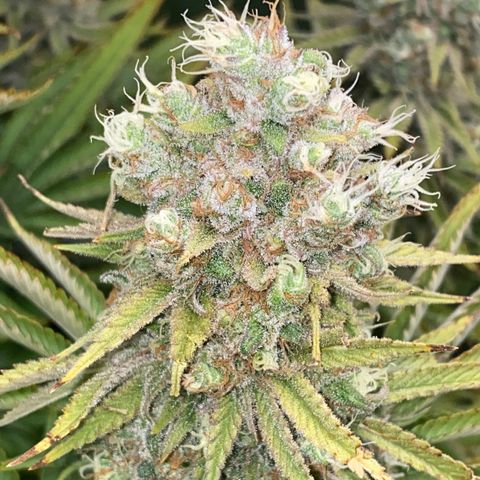 Runtz  growlog timeline photo