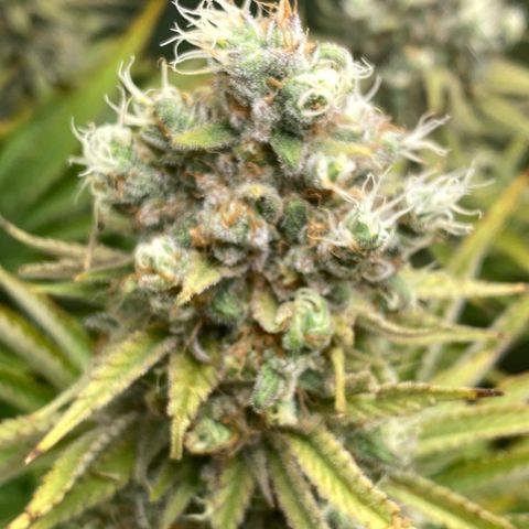 Runtz  growlog timeline photo
