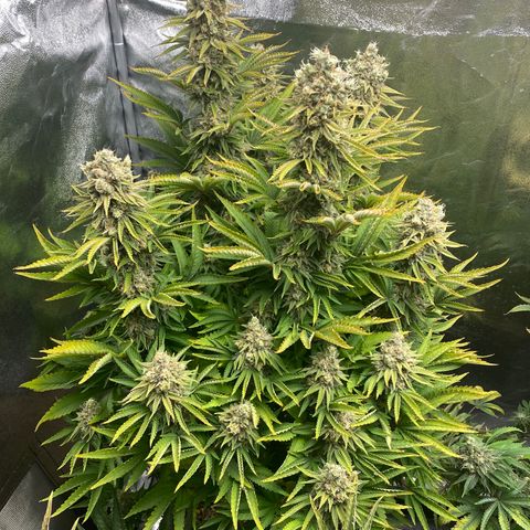 Runtz  growlog timeline photo