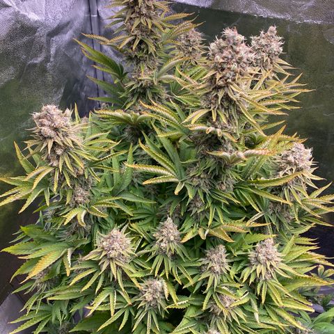 Runtz  growlog timeline photo