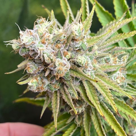 Runtz  growlog timeline photo