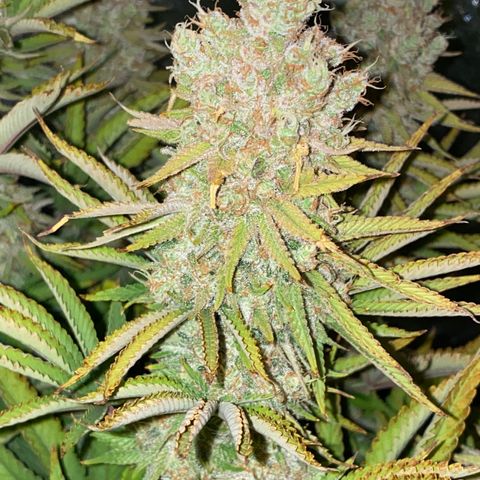 Runtz  growlog timeline photo