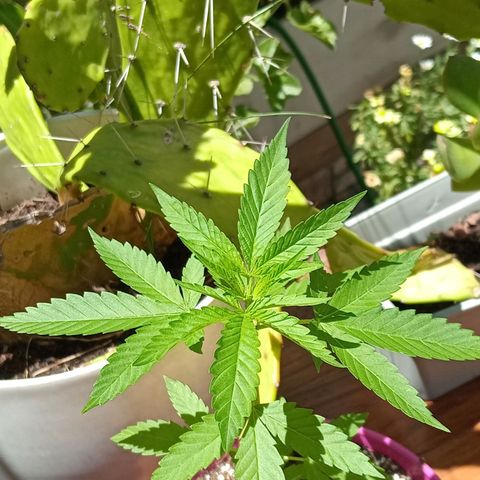 Jazmin growlog timeline photo