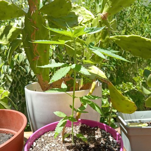 Jazmin growlog timeline photo