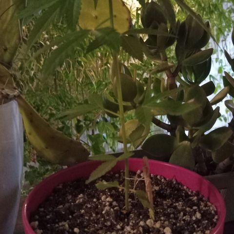 Jazmin growlog photo: She's sleeping 
