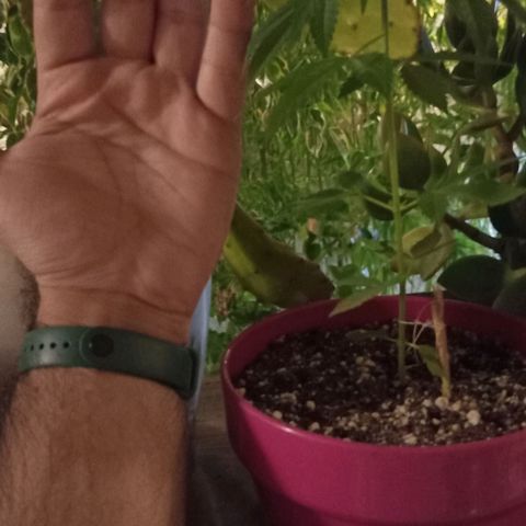 Jazmin growlog photo: She's sleeping 