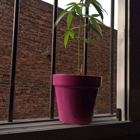 Jazmin growlog photo: Pedicure and esfolation