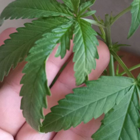 Jazmin growlog photo: Updates!