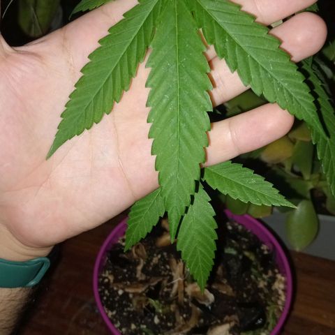 Jazmin growlog photo: Updates!