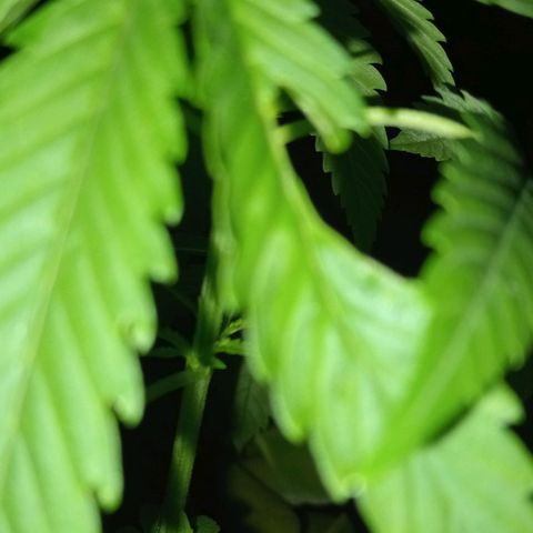 Jazmin growlog photo: Updates!
