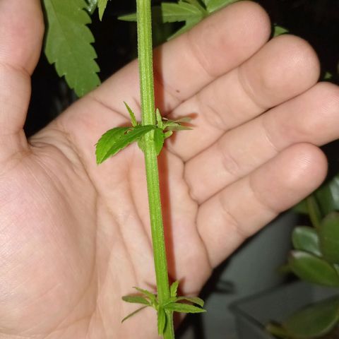 Jazmin growlog photo: Updates!
