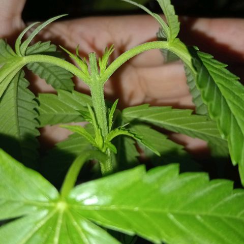Jazmin growlog photo: Updates!