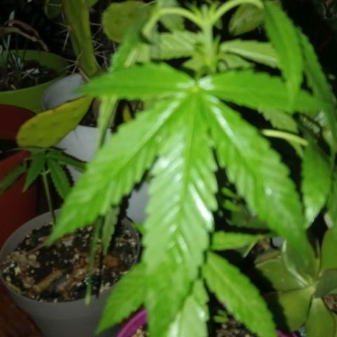 Jazmin growlog photo: Updates!