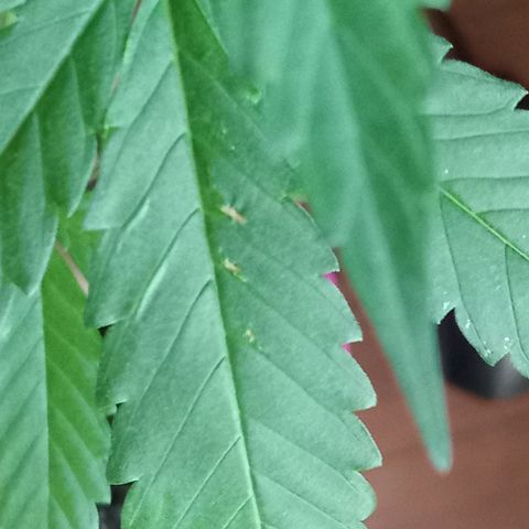 Jazmin growlog photo: Updates!