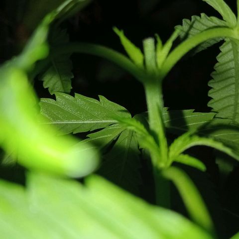 Jazmin growlog photo: Updates!