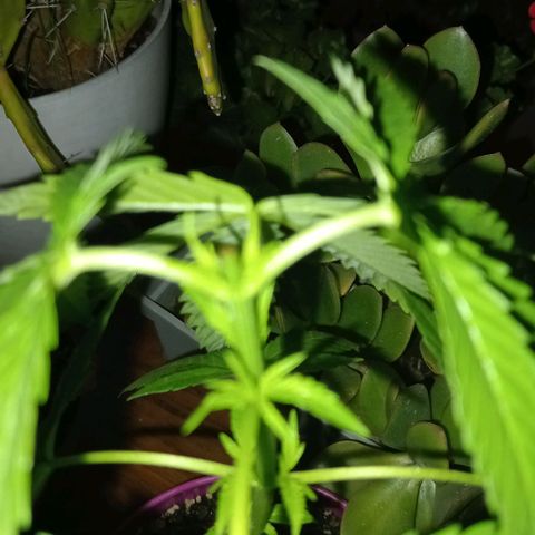 Las de Fran  growlog timeline photo