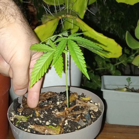 Las de Fran  growlog timeline photo
