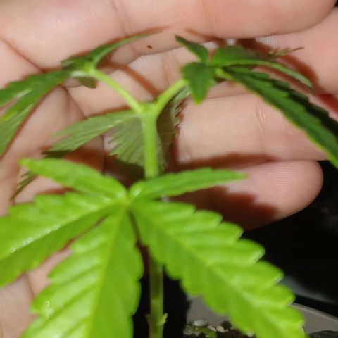 Las de Fran  growlog timeline photo