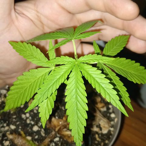 Las de Fran  growlog timeline photo