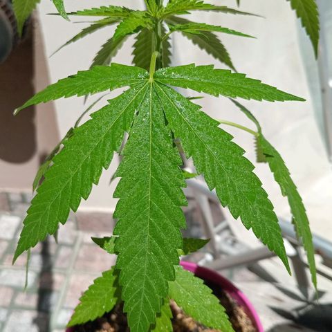 Jazmin growlog timeline photo