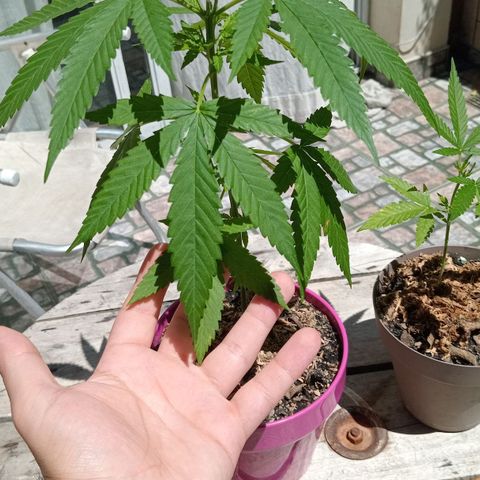 Jazmin growlog timeline photo