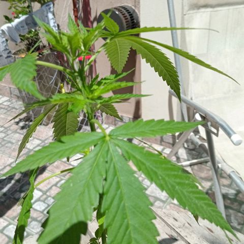 Jazmin growlog timeline photo