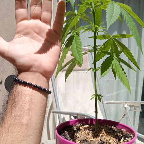 Jazmin growlog timeline photo